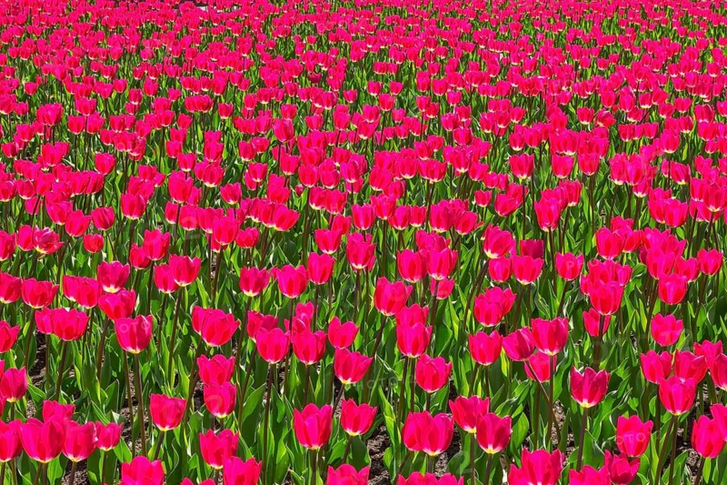 Bed of vibrant backlit purple pink colored single cup shaped Tulipa - Tulip flowers in spring, Quebec, Canada
