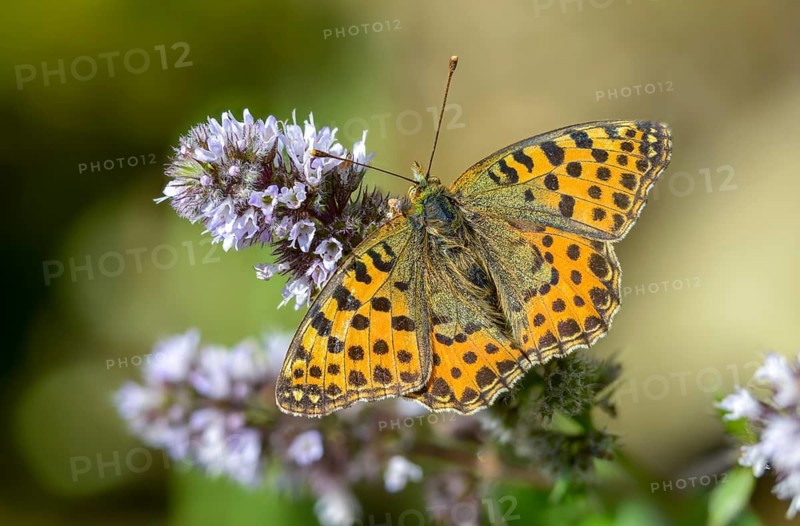 Argynnis Lathonia, Issoria Lathonia, Little Mother of Pearl Butterfly, Queen of Spain Fritillary, Butterfly, Insects, Butterflies, Butterflies