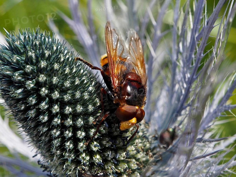 Close-up photograph of a yellow-brown hornet fly (Volucella zonaria) on a thistle flower, Goms, Canton of Valais, Switzerland
