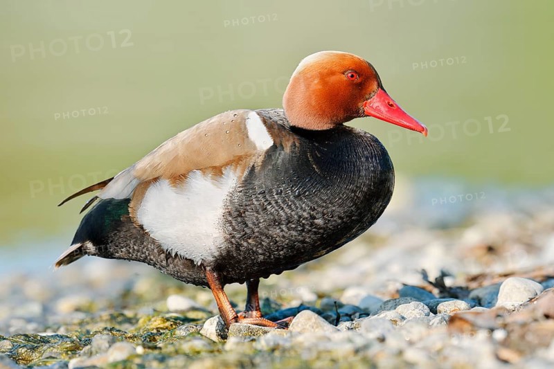 Red-crested Pochard (Netta rufina), a drake standing on the shore, Lake Constance, Baden-Württemberg, Germany