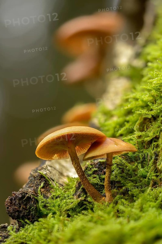 Real stick sponge, European stick sponge, Galerina mutabilis, common stick sponge, Kühneromyces mutabilis, Pholiota mutabilis, stick sponge, stick sponge, fungus, high size, portrait format, mushrooms, sheathed woodtuft