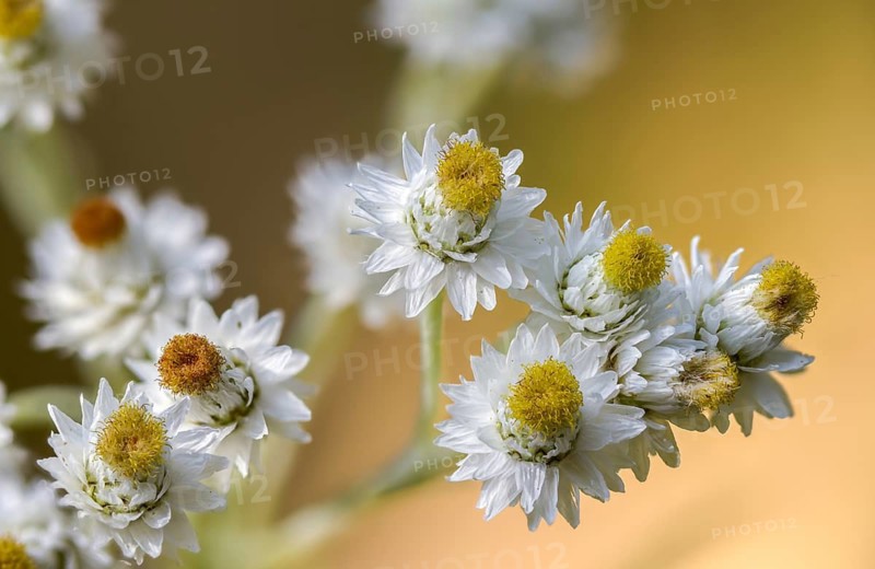 Anaphalis margaritacea, large pearl flower, large flowered pearl basket, neophyte, pearly everlasting, pearl flower, pearlwort, silver immortelle, flora, plants, western pearly everlasting