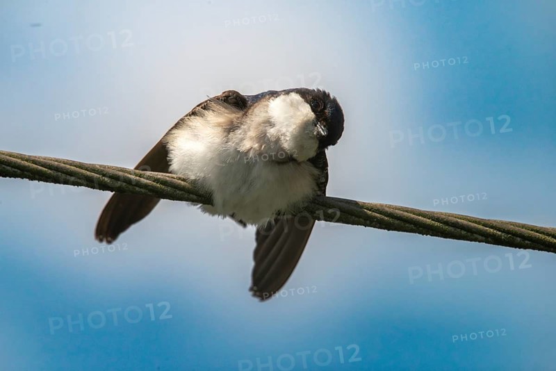 Defensive behavior, Delichon urbica, house martin, house martins, parasite defense, birds, passeri, songbirds, birds