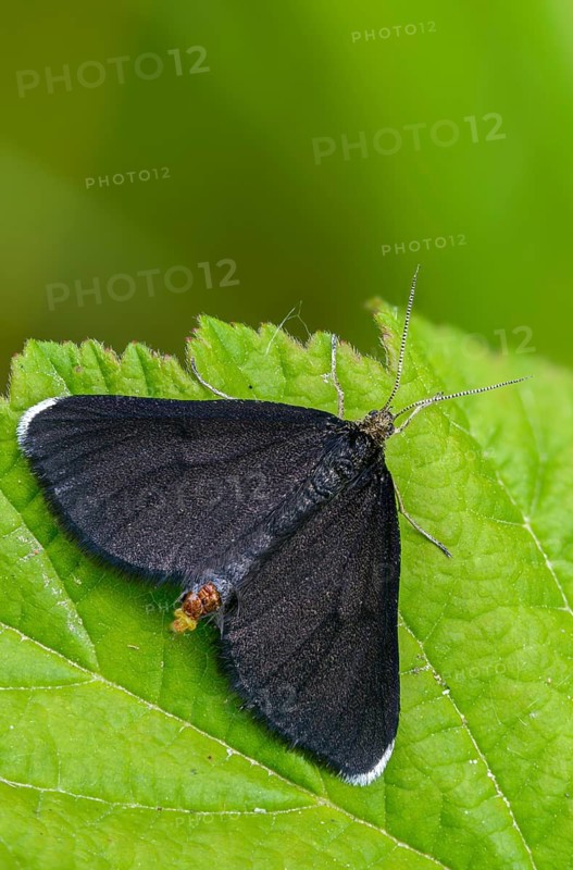 Geometridae, chimney sweeper, odezia atrata, soot, black tensioner, butterfly, chimney sweeper, high size, portrait format, insects, moths, moths, moths, moths, butterfly