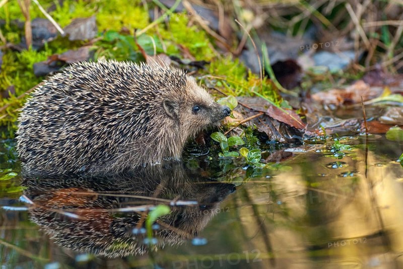 Erinaceus europaeus, hedgehog, insectivora, insectivora, insectivora, mammals, prickly, mammals