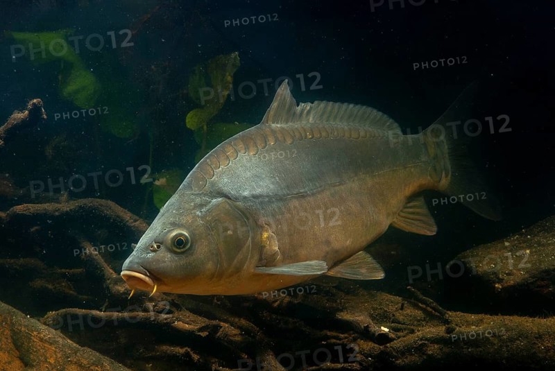 Carp, Cyprinus carpio, carp, fish, fishes, leather carp, pisces, mirror carp