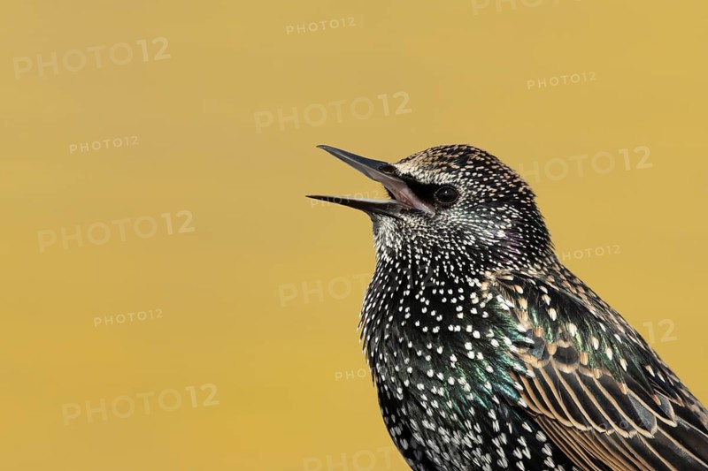 Common starling (Sturnus vulgaris) adult bird singing, England, United Kingdom