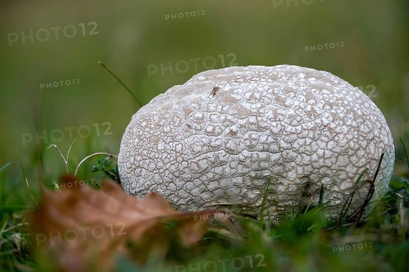 Outcut dust fungus, bovistella utriformis, eggshell bovist, common bovist, common dust, paneled dust, rabbit bovist, hare dust, lycoperdone utriform, mosaic puffball, smoke sponge, dust, fungi, fungus, mushrooms