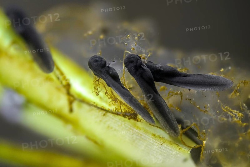 Bufo bufo, common toad, toad, amphibians, amphibians, one week old, larva, larva, amphibians