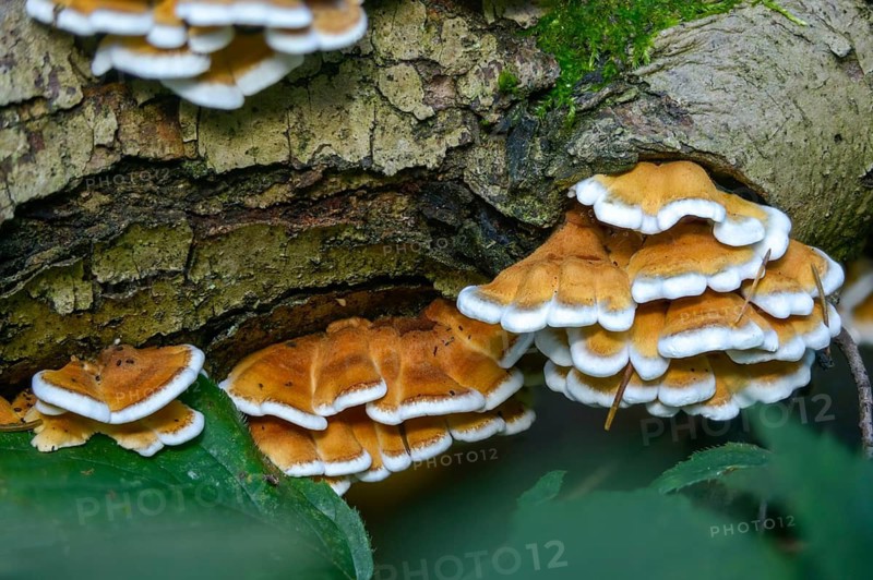 Cantharellus crispus, curly vein counting, Merulius fagineus, plicatura crispa, plicatura faginea, plicaturopsis crispa, trogia crispa, crimped gill, crispling, fungi, fungus, mushrooms