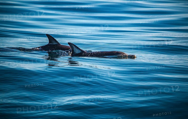 Two dolphins are swimming together beneath the surface of the ocean, short-beaked common dolphins (Delphinus delphis) in the Atlantic off the Algarve, Portugal