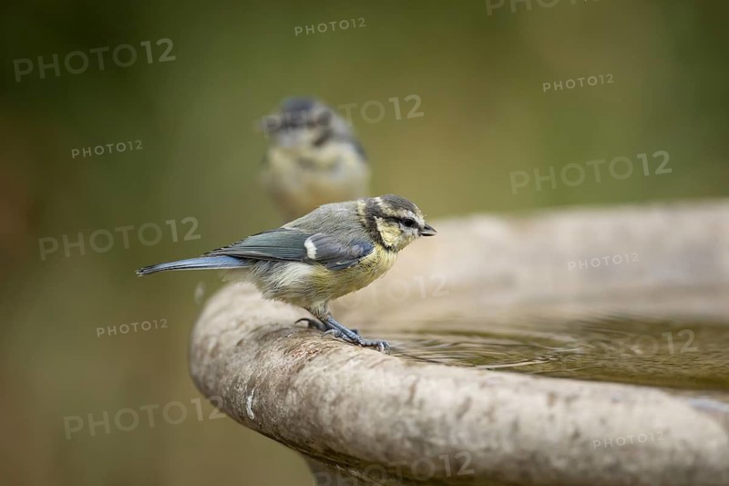 Blue tit (Cyanistes caeruleus) adult garden bird drinking water from a bird bath, England, United Kingdom