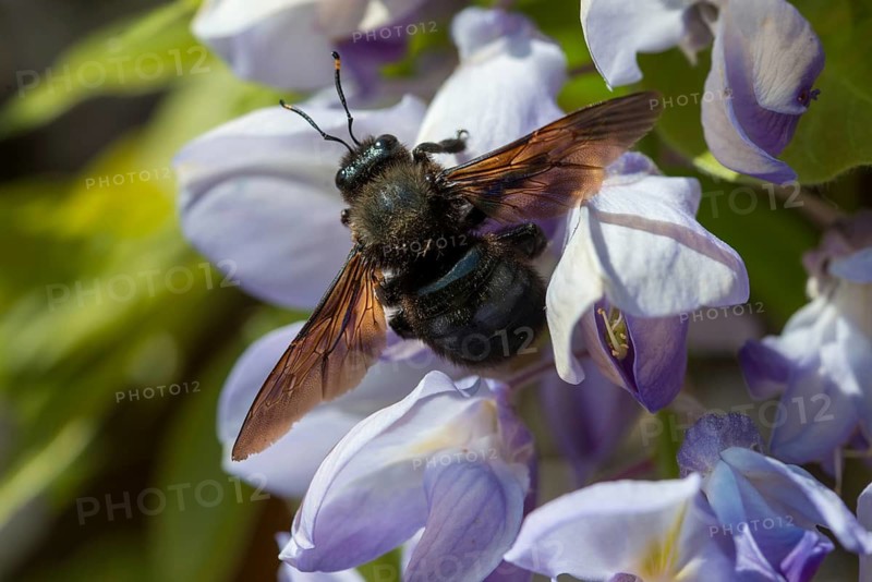 Apidae, bees, blue wood bee, large wood bee, hymenoptera, violet-winged wood bee, xylocopa violacea, insects, insects, violet carpenter bee
