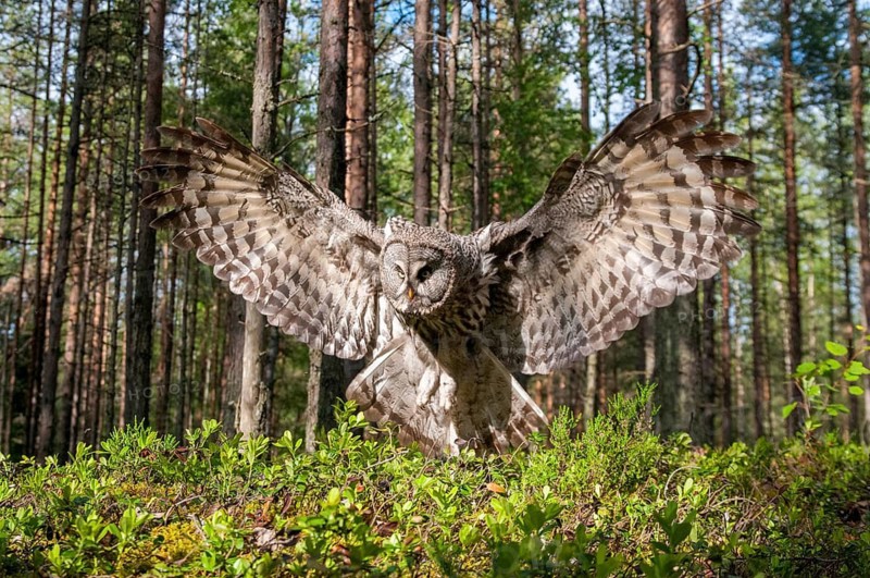 Bearded owl, Finland, Great Grey Owl, Strix nebulosa, birds, owls, female, flying, flight, owls, strigiformes, birds, female