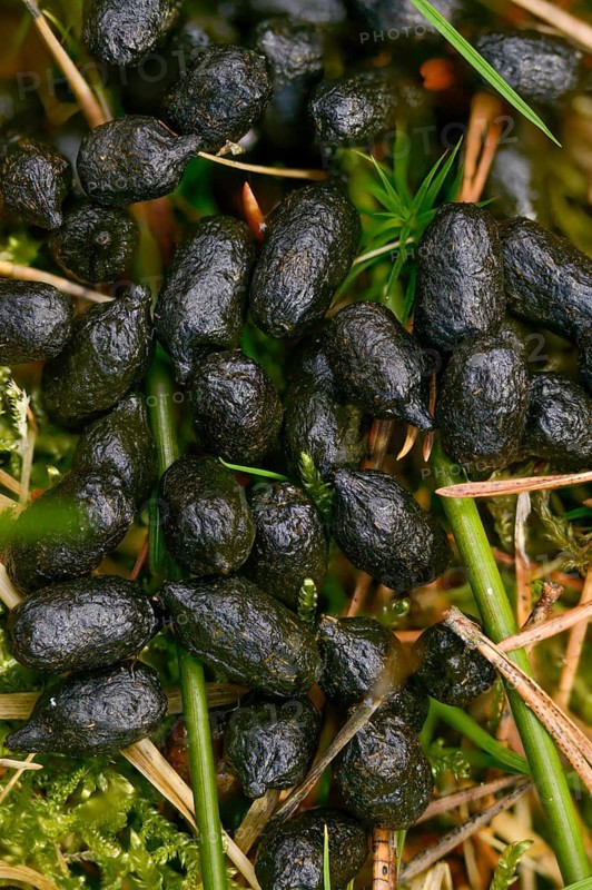 Artiodactyla, Capreolus Capreolus, even-toed ungulate, cloven-hoofed, deer, roe deer, droppings, dung, feces, high size, portrait format, poop, solution, mammals, dung, mammals