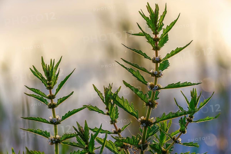Common wolfstrap, gypsywort, lycopus europaeus, shoreline wolfstrapp, wolfstrapp, flora, plants, plants