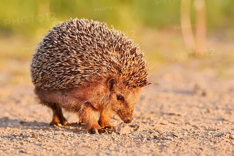 Brown-breasted hedgehog or Western European hedgehog (Erinaceus europaeus), North Rhine-Westphalia, Germany
