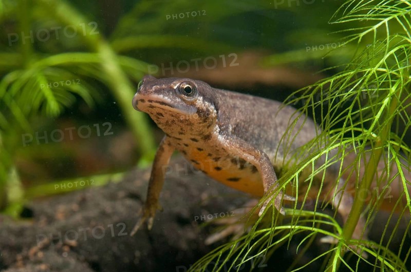 Lissotriton vulgaris, smooth newt, triturus vulgaris, amphibians, amphibians, female, amphibians, amphibians, female