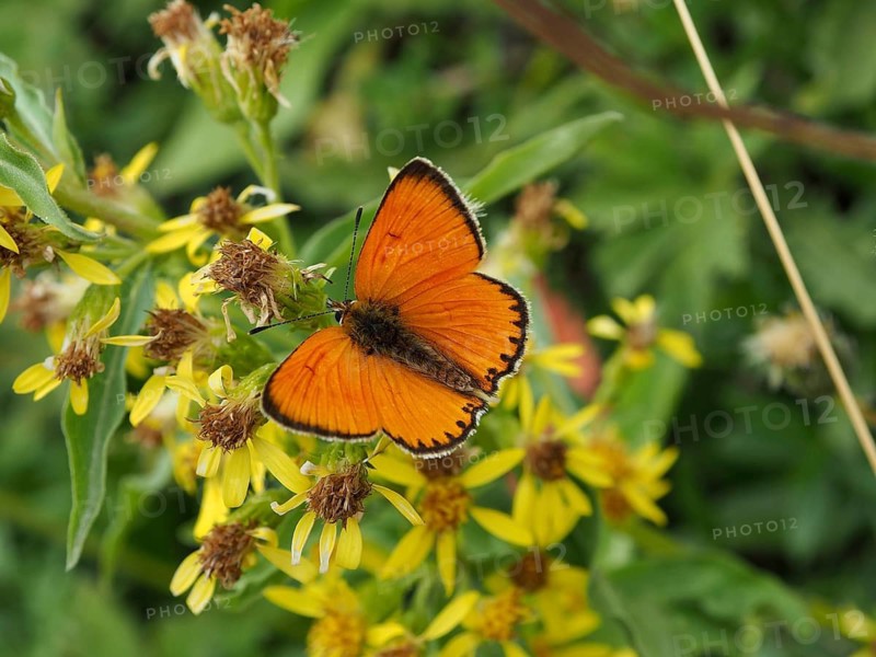 An orange butterfly, the Duke of Burgundy (Lycaena virgaureae), on yellow flowers in a natural setting, Goms, Canton of Valais, Switzerland