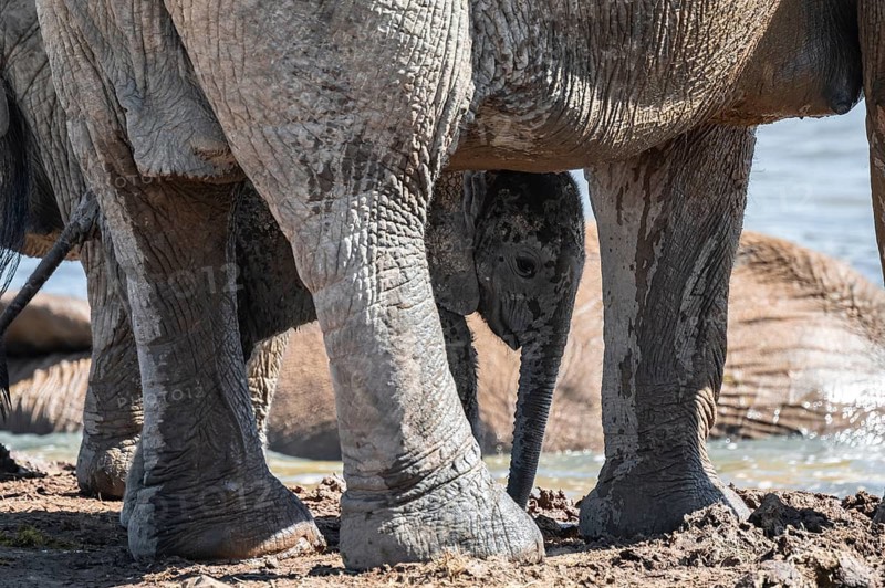 Cute little elephant, young animal under mother, African elephants (Loxodonta africana), Addo Elephant National Park, Eastern Cape, South Africa