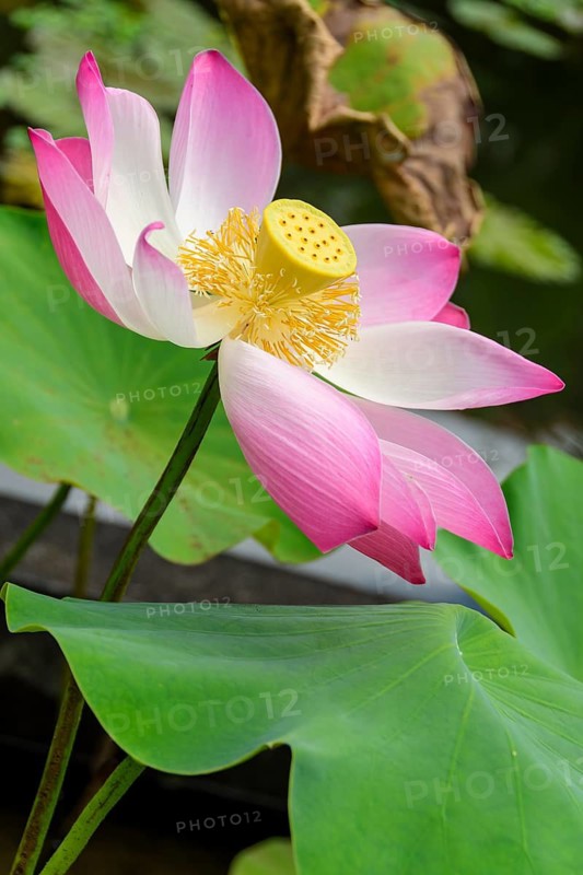 Flowering Indian lotus, (Nelumbo nucifera), photographed at Tirta Ganggga, Karangasem, Bali, Indonesia