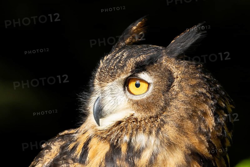 Owl in profile with yellow eyes against a dark background, eagle owl (Bubo bubo), adult, animal portrait, alert, Bohemian Forest, Czech Republic