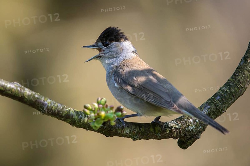 Blackcap, blackcap, blackcap, Sylvia atricapilla, birds, call, song, male, passeri, call, singing, songbirds, birds