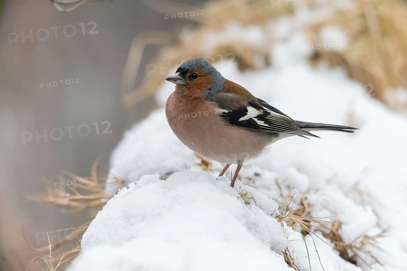 Chaffinch, fringilla coelebs, birds, male, passeri, snow, songbirds, snow, songbirds, birds, winter