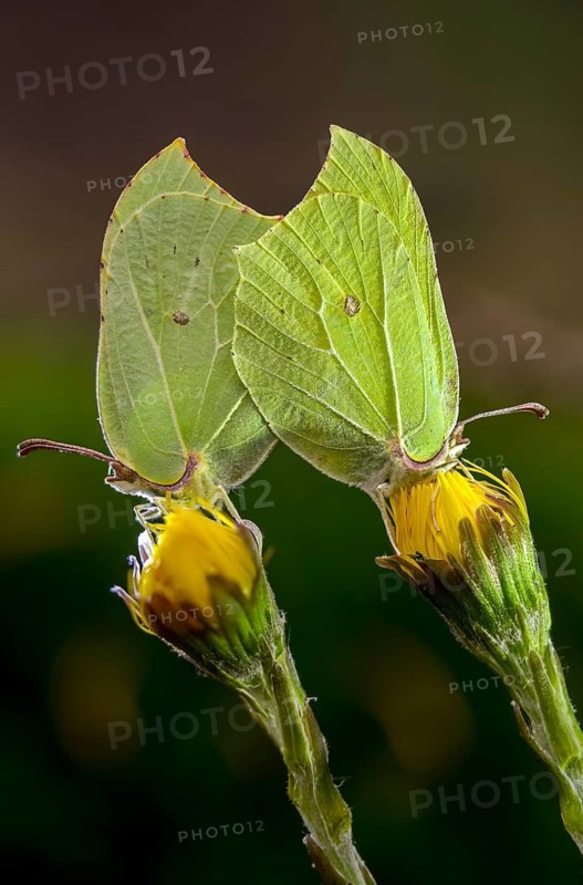 Brimestone, gonepteryx rhamni, butterfly, high size, portrait format, insects, copula, mating, butterflies, butterflies, butterflies