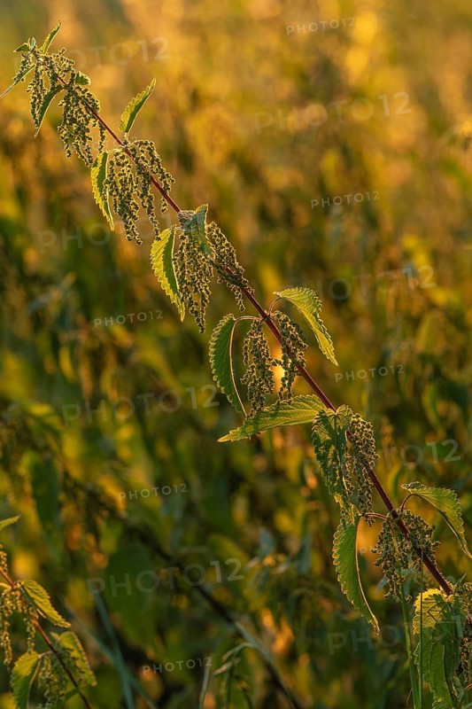 Daytime vertical view of a common stinging nettle (Urtica dioica) in full bloom with serrated green leaves and flowering catkins illuminated by warm golden sunlight against a soft bokeh background. Baden-Württemberg, Germany