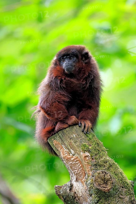 Coppery titi (Plecturocebus cupreus, syn.: Callicebus cupreus), adult, alert, sitting, tree trunk, South America