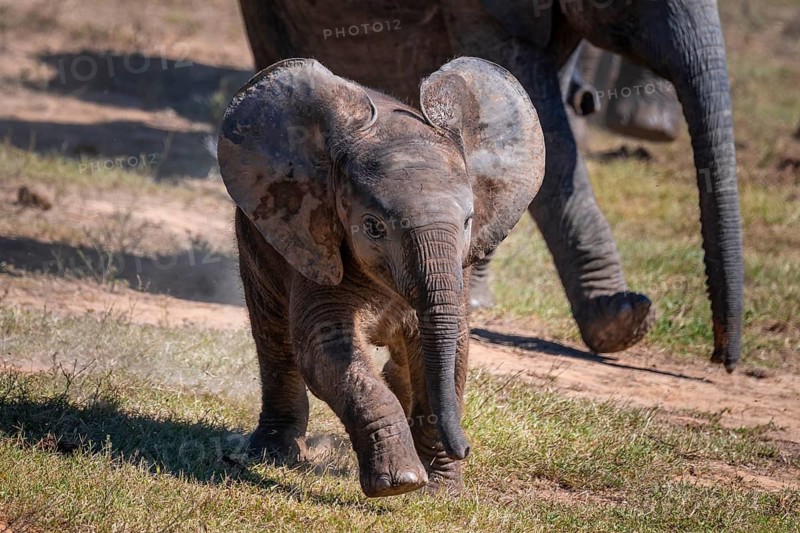 Cute little elephant, young animal, herd of African elephants (Loxodonta africana), Addo Elephant National Park, Eastern Cape, South Africa
