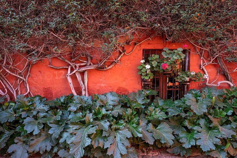 Plants on a red house façade in the monastery of Santa Catalina of the Sisters of the Order of St. Catherine of Siena, partial view, UNESCO World Heritage Site, Arequipa, southern Peru, South America