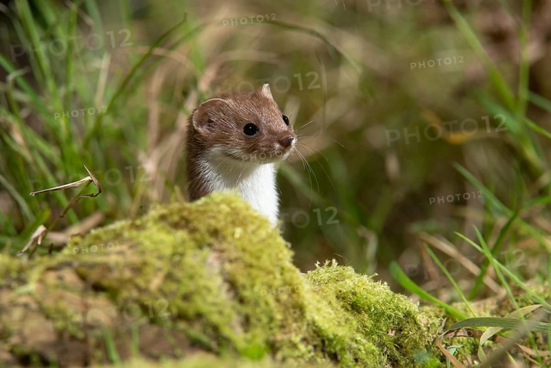 Carnivora, least weasel, mouse weasel, mustela nivalis, predators, mammals, raptors, mammals