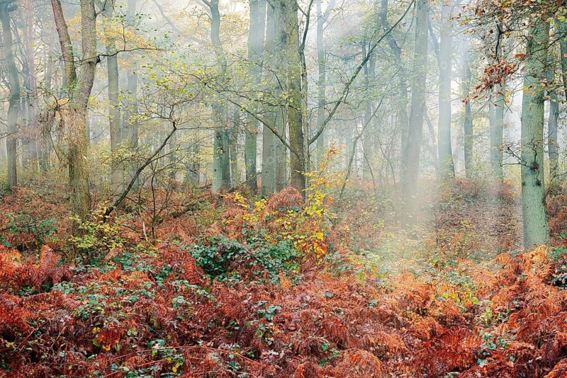 Deciduous forest with eagle fern (Pteridium aquilinum) in autumn, North Rhine-Westphalia, Germany