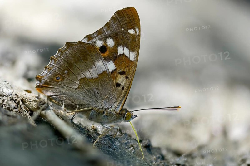 Apatura ilia, small Schiller butterfly, Lesser purple emperor, butterfly, insects, butterflies, butterflies, butterflies