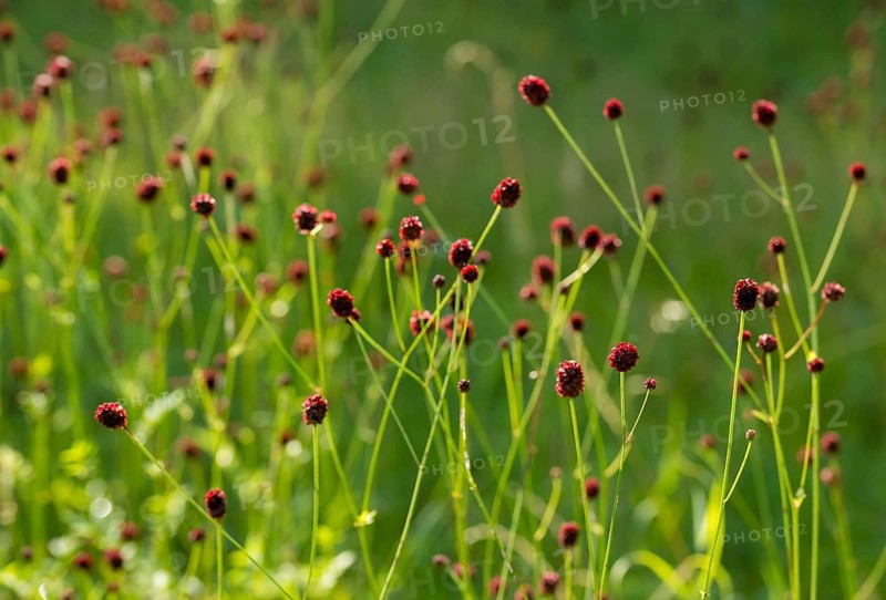 Large meadow button, rosaceae, rose family, sanguisorba officinalis, meadow button, flora, great burnet, plants