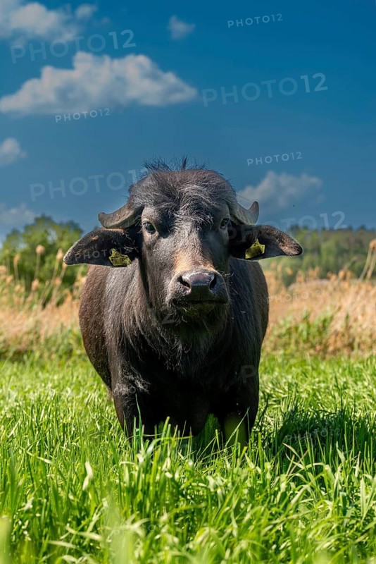 Artiodactyla, Bubalus Arnee, even-toed ungulate, frose, cloven-hoofed, Saxony-Anhalt, sea turtles in frose, water buffalo, water buffalo, grazing, grazing, high size, vertical format, mammals, mammals, mammals