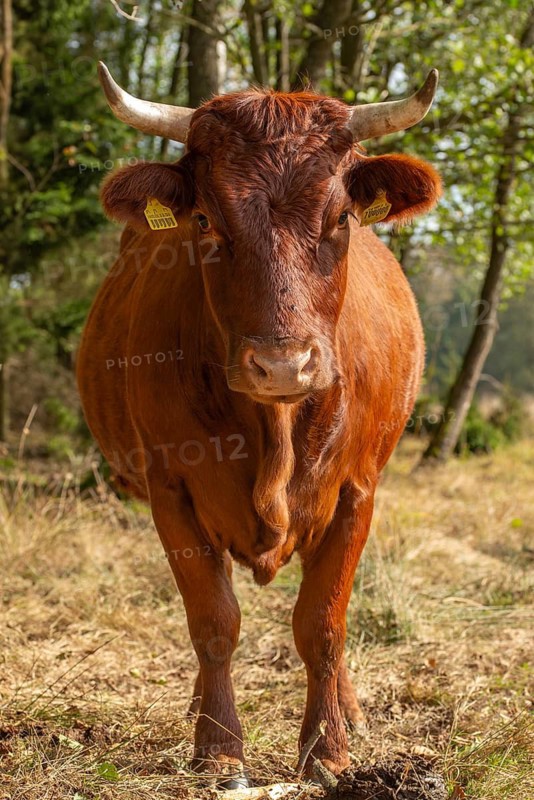 Artiodactyla, Bavaria, Bos Taurus sspec.5, cattle, even-toed ungulate, high-altitude cattle, Upper Palatinate, cloven-hoofed cattle, Tirschenreuth, Waldnaab, Waldnaabaue, wild willows Waldnaabaue, domesticated animals, extensive grazing, pet, high size, portrait format, mammals, cattle, mammals