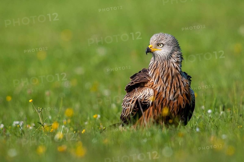 Accipitriformes, Milan, Milvus Milvus, Red Kite, Red Kite, Birds of Prey, Raptor, Raptors, Bird Strikes, Birds