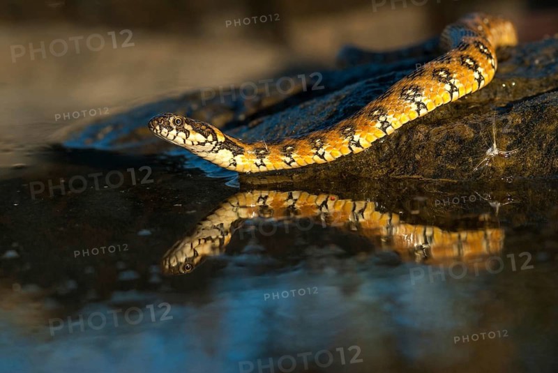 Natrix Maura, viperine snake, viper snake, critters, extremadura, reptilia, reptiles, snakes, snakes, Spain