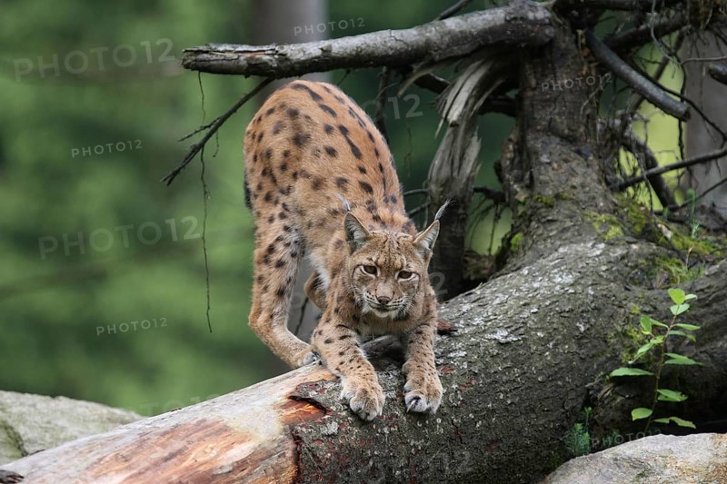 A lynx in the forest lies in wait on a tree trunk, alert and watchful, Eurasian lynx (Lynx lynx) in a forest, in captivity, Hesse, Bavaria, Germany