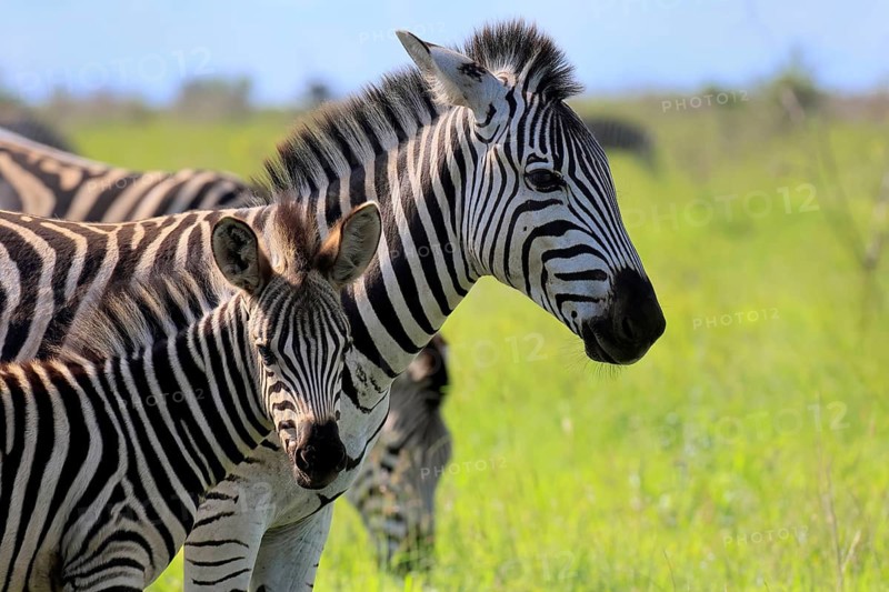 Burchell's zebra (Equus quagga burchelli), Burchell's zebra, adult, female, young, mother, social behaviour, two animals, portrait, Kruger National Park, South Africa