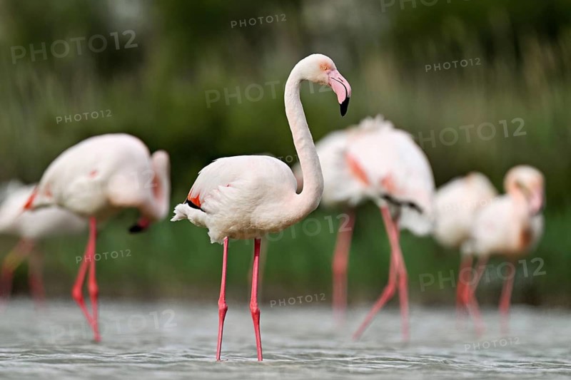 A group of greater flamingos (Phoenicopterus roseus), standing in the water, Camargue Regional Nature Park, southern France