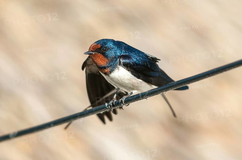 Hirundo rustica, house martin, swallow, birds, passeri, swallows, songbirds, songbirds, birds