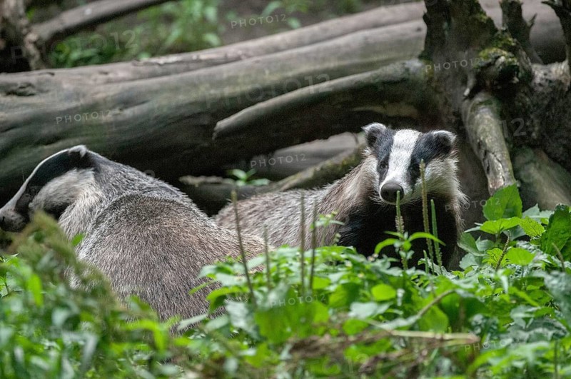 Badgers, carnivora, badgers, European badgers, meles meles, predators, mammals, raptors, mammals
