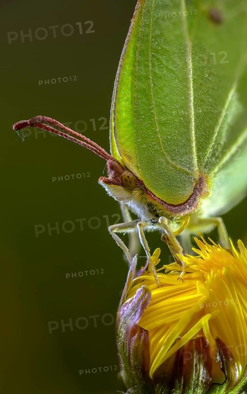 Brimestone, Gonepteryx Rhamni, Butterfly, High Size, Portrait, Insects, Butterflies, Butterflies, Butterflies