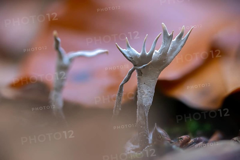 Antler-shaped wooden club, wooden club, xylaria hypoxylon, candlesnuff fungus, candlestick fungus, carbon antlers, fungi, fungus, Stag's horn fungus