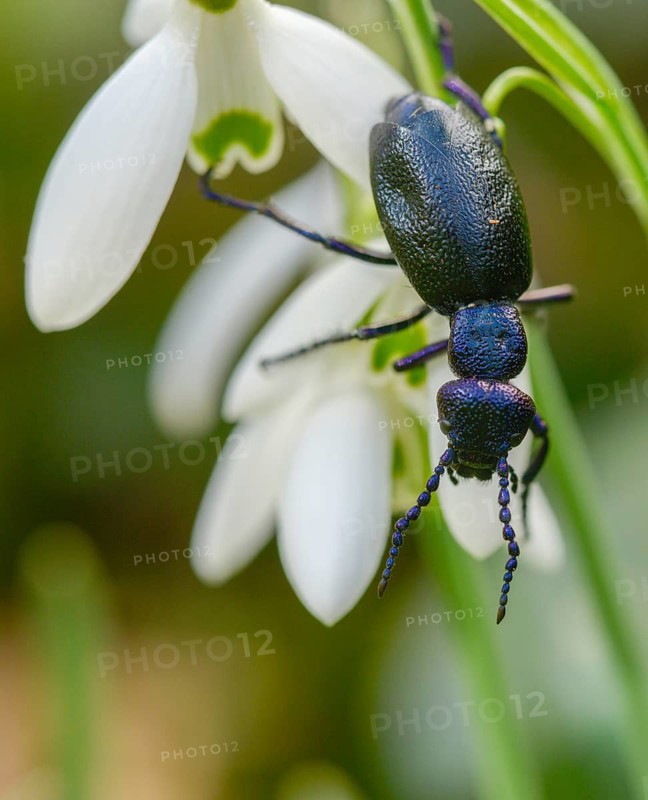 Black oil beetle, meloe proscarabäe, black-blue oil beetle, black mayworm, beetle, coleoptera, high size, portrait format, insects, beetles, oil beetles, oil beetles
