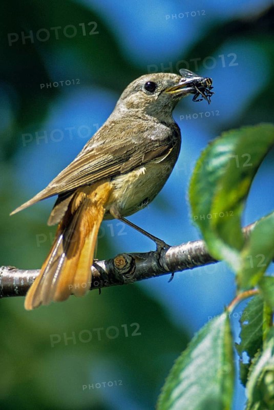 Garden redtail, Phoenicurus phoenicurus, redstart, birds, female, garden birds, high size, portrait, passeri, songbirds, birds, female